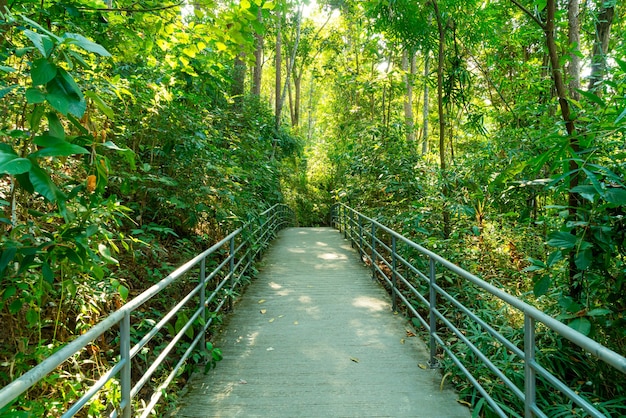 Promenade dans la forêt à Canopy promenades au jardin botanique de la reine sirikit Chiang Mai, Thaïlande