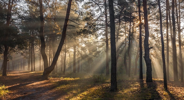 Promenade dans la forêt ensoleillée. rayons de soleil