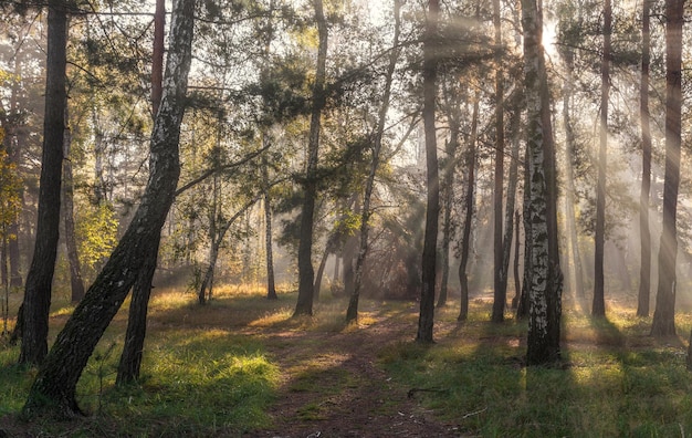 Promenade dans la forêt ensoleillée. rayons de soleil