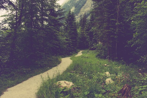 Promenade dans la forêt profonde de Hallstatt, Autriche, Europe. Autour de pins d'un vert riche et profond. Jour d'été pluvieux