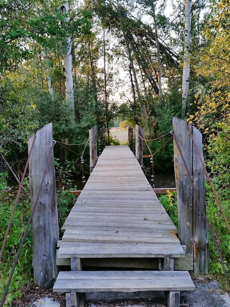 Photo promenade dans la forêt