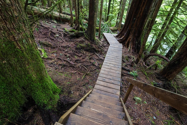 Promenade dans la forêt