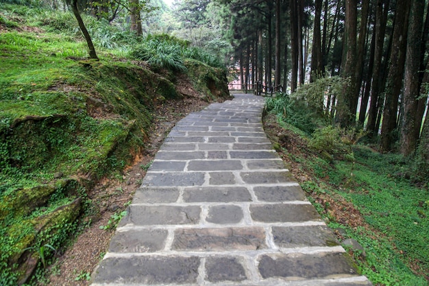 La promenade dans le parc national Alishan à Taiwan.