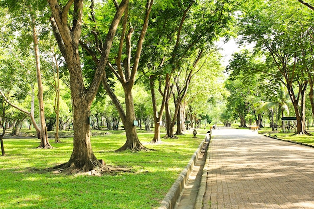 Promenade Dans Le Parc