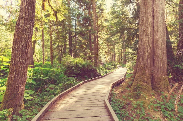 Photo promenade en forêt