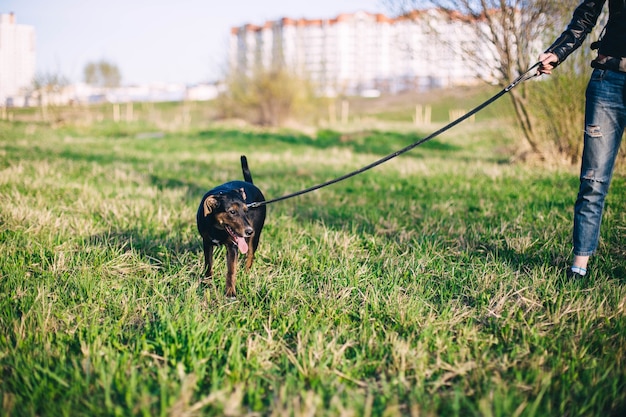 une promenade avec un jeune chien chiot dans la nature