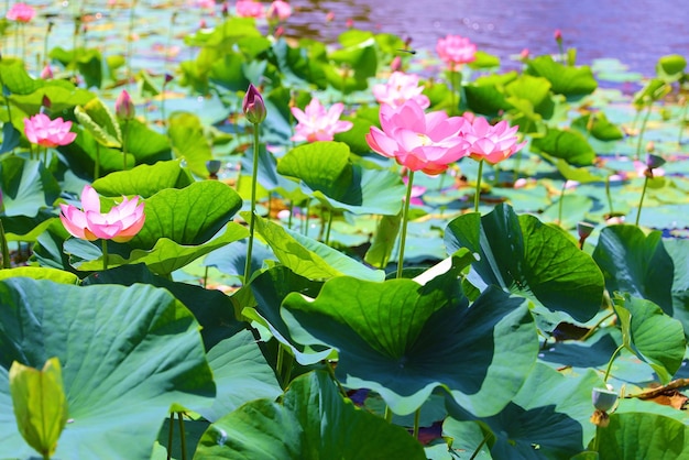 une promenade sur le lac de lotus à Primorsky Krai dans la ville d'Artem