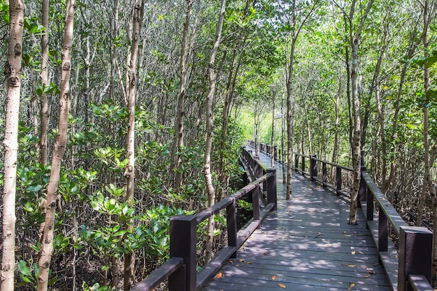 Promenade sur la mangrove au parc national de Pranburi, Thaïlande