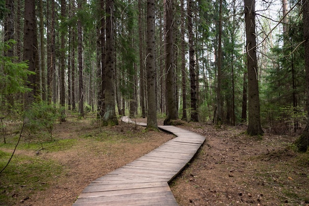 Promenade / sentier écologique dans un parc national à travers la vieille forêt d'épinettes de conifères, sentier naturel à travers un environnement protégé