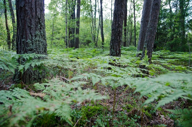 promenade à travers la forêt d'été dans l'après-midi