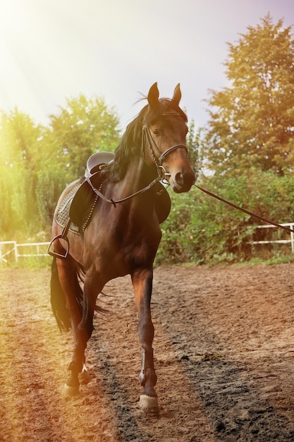 Promenades en attelage de chevaux sur l'hippodrome.