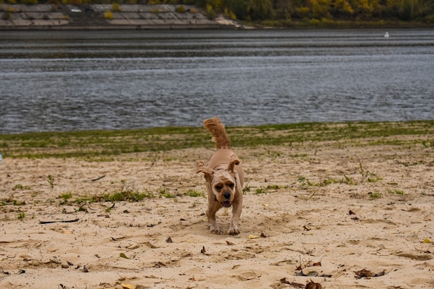 Promenades de chiens au bord de la rivière