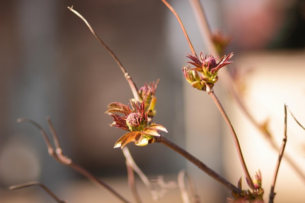 Les promenades printanières dans les champs, la beauté de la nature printanière. Floraison printanière