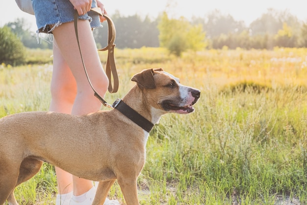 Promener le chien sur le terrain.