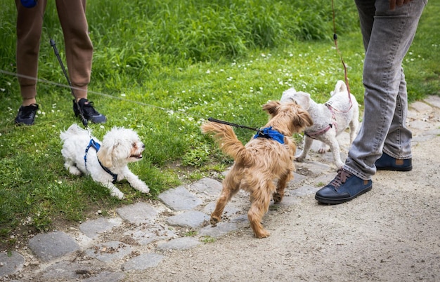 Promener des chiens en laisse avec des gens dans le parc