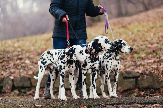 Promeneur de chien avec des chiens dalmates profitant du parc.