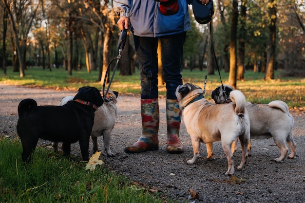 Promeneur de chien professionnel promeneur de chien promenant des chiens dans un parc au coucher du soleil d'automne marchant dans la meute de