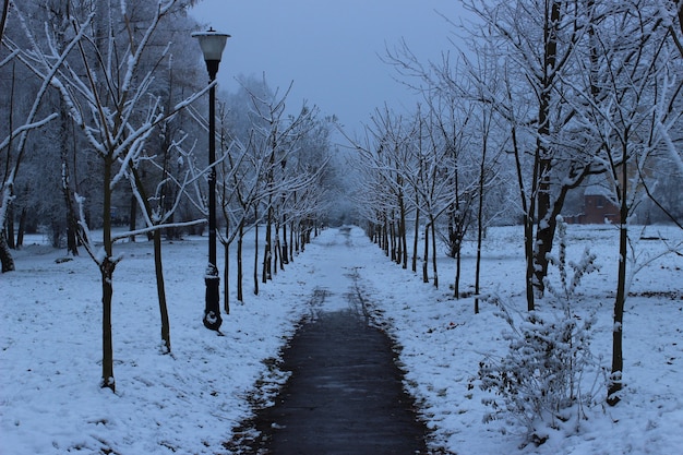 Promenez-vous dans le parc en hiver