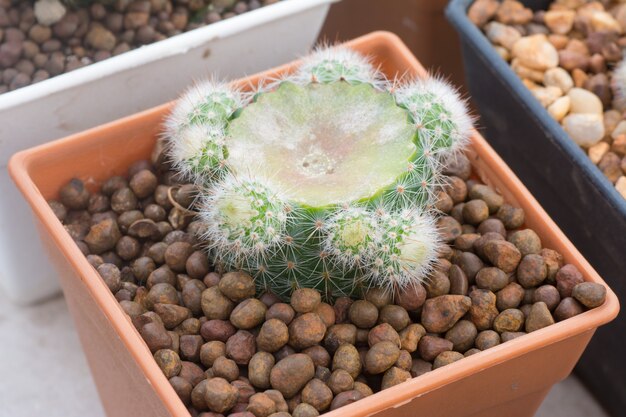 Propagation de cactus