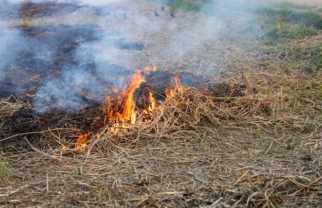 La propagation des fumées de la combustion de la paille de riz dans les terres agricoles