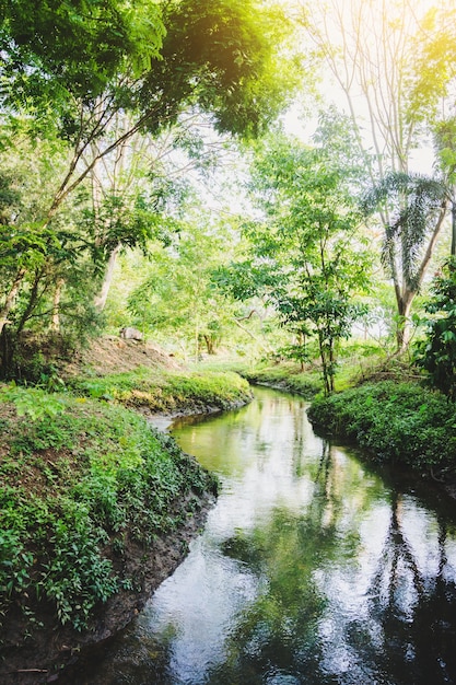 Propre et naturel du petit canal en Thaïlande