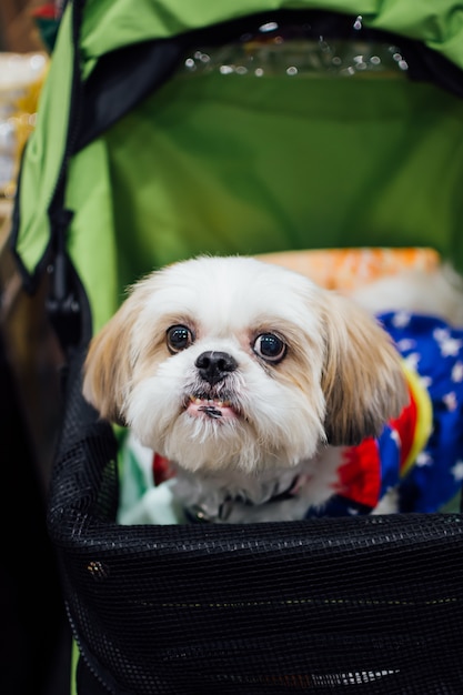 Propriétaire de chien asiatique et le chien dans l'expo d'animaux de compagnie