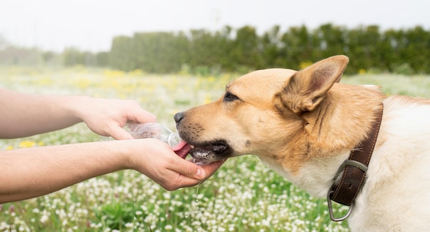 Le propriétaire d'un chien attentionné aide son chien à boire de l'eau pendant les chaudes journées d'été à l'extérieur