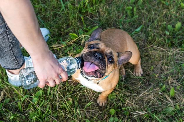 Le propriétaire donne de l'eau d'une bouteille à son chien dans le parc en été