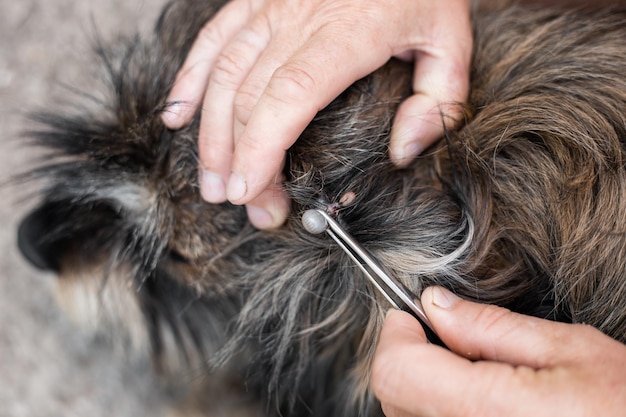Le propriétaire enlève une tique ixodide de la peau d'un chien hirsute avec des pincettes Parasites sur les animaux porteurs de maladies infectieuses