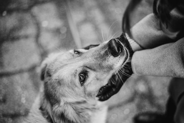 Le propriétaire ganté tient le museau de son chien dans ses paumes avec un grand amour en regardant dans les yeux