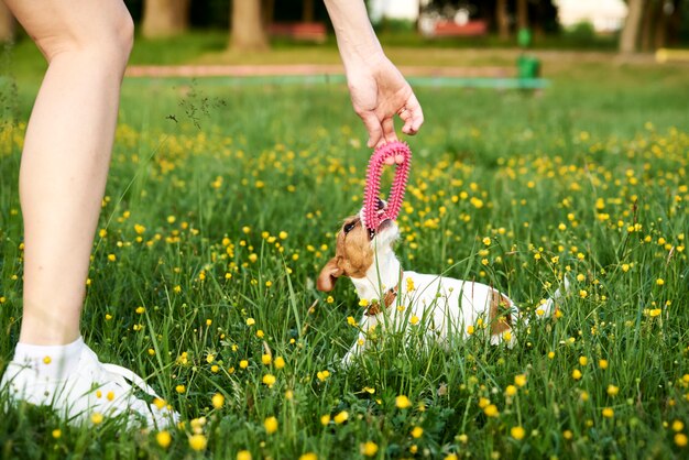 Le propriétaire joue avec le chien Jack Russell Terrier dans le parc