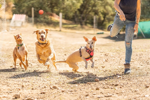 Propriétaire lançant une balle à plusieurs chiens pour jouer dans un parc