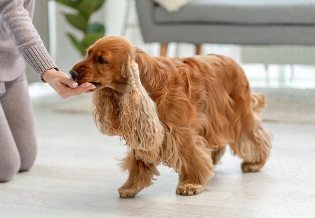 Propriétaire nourrir le chien cocker anglais de palm à la maison