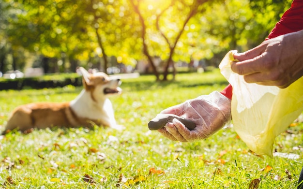 Le propriétaire ramassant les crottes après le chien avec un sac en plastique