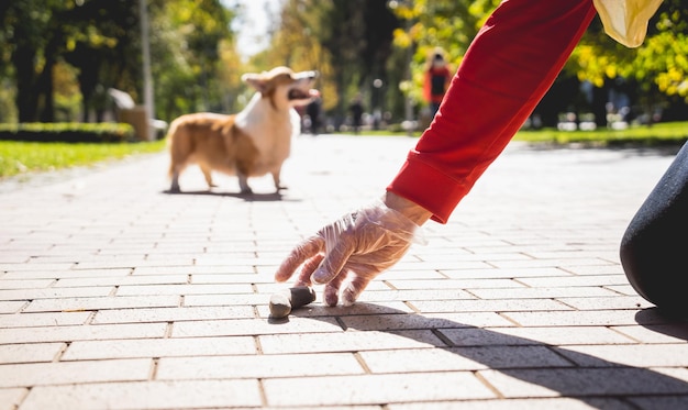 Le propriétaire ramassant les crottes après le chien avec un sac en plastique