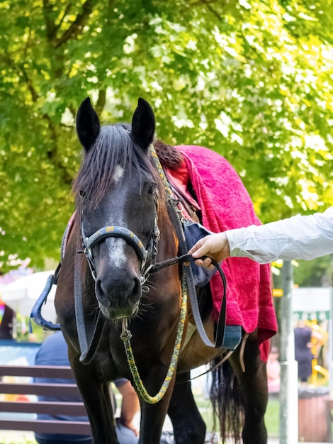 Photo le propriétaire tient un beau cheval pur-sang recouvert d'une couverture par la bride