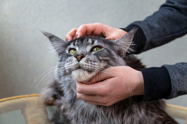 Le propriétaire tient un chat Maine Coon dans ses mains. Soins des animaux