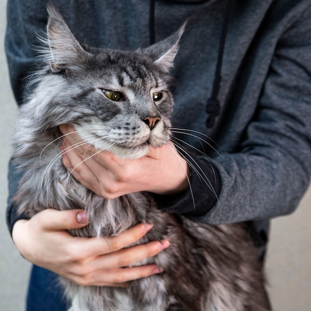 Le propriétaire tient un chat Maine Coon dans ses mains. Soins des animaux