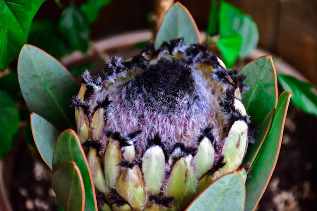 Protea blanc fleur protea gros plan blanc fleur exotique protea africain protea laurifolia artichaut