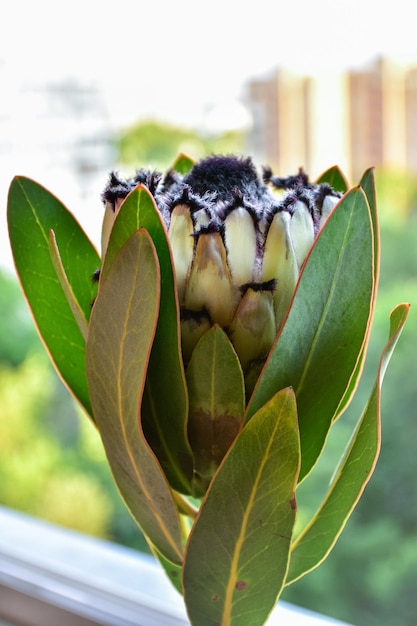 Protea blanc fleur protea gros plan blanc fleur exotique protea africain protea laurifolia artichaut