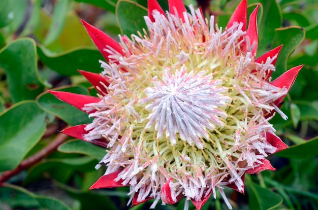 Protea cynaroides, une belle plante cultivée originaire d'Afrique du Sud