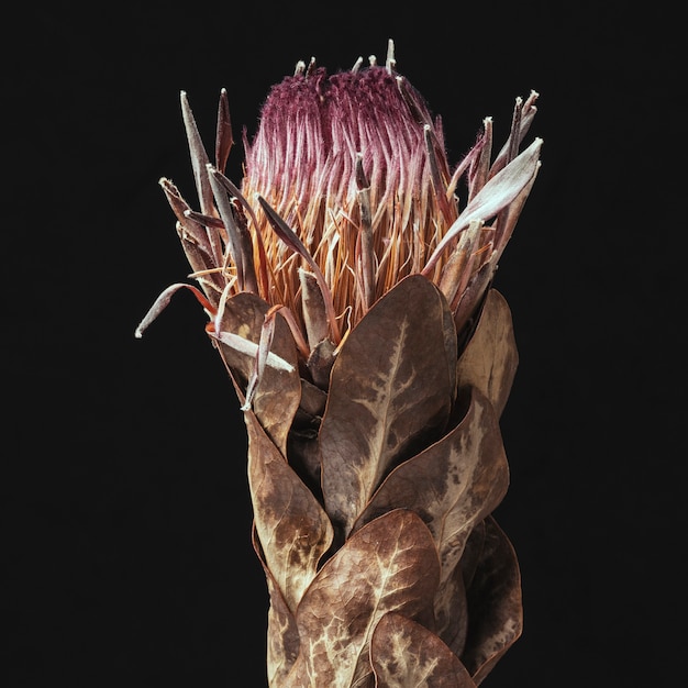 Protea rose séchée avec des feuilles sur fond noir
