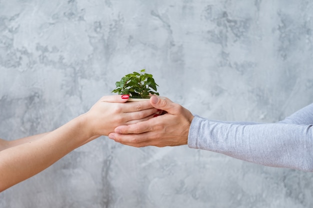 Protection de l'environnement. Mouvement d'écologie conceptuelle. Les mains de l'homme et de la femme tenant une plante d'intérieur.