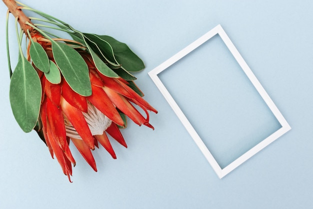 Protée de grande fleur exotique avec des pétales rouges et un cadre blanc sur fond de papier bleu. Concept de vacances avec fleur naturelle. Vue de dessus et espace de copie.