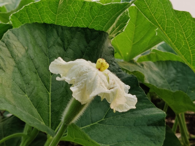 Un protège-bouteille vert frais, jeune et bio dans le jardin