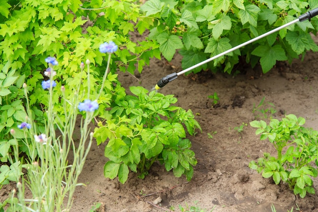 Protéger les plants de pommes de terre contre les maladies fongiques ou la vermine avec un pulvérisateur à pression dans le jardin