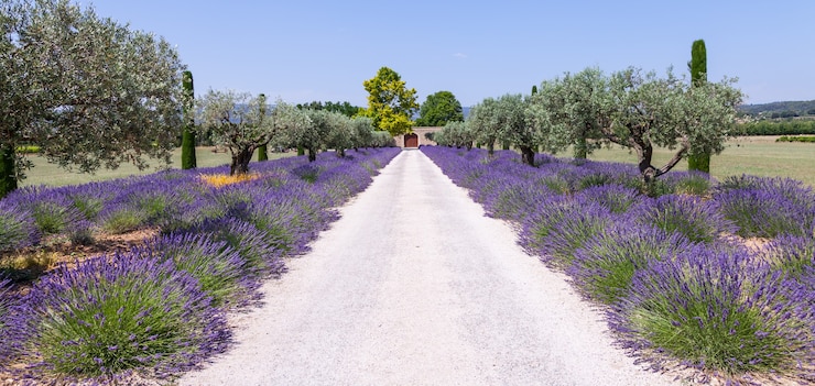 Photo provence, france. champ de lavande pendant la saison estivale.
