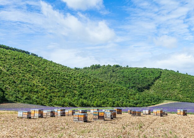 Provence, Sud de la France. Ruche dédiée à la production de miel de lavande.