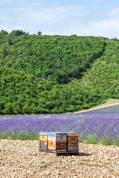 Provence, Sud de la France. Ruche dédiée à la production de miel de lavande.