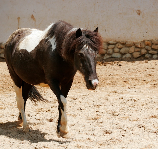 Prozhivalsky cheval passe sa tête à travers la clôture